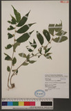 Elatostema herbaceifolium Hayata OWӱ