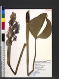 Eichhornia crassipes (Mart.) Solms U