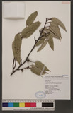 Ficus sarmentosa Buch.-Ham. ex J. E. Sm. var. nipponica (Franch. & Sav.) Corner Vۺh