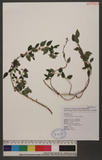 Pouzolzia zeylanica (L.) Benn. 