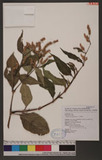 Polygonum lapathifolium L. ]d