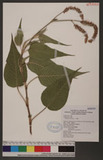 Polygonum orientale L. d