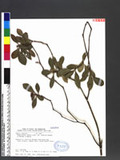 Rhaphiolepis indica (L.) Lindl. ex Ker var. tashiroi Hayata ex Matsumura & Hayata ۴