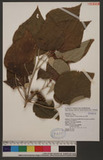 Mallotus japonicus (Thunb.) Muell. -Arg. 