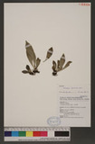 Antrophyum parvulum Blume L`e