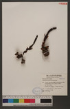Balanophora spicata Hayata 穗花蛇菰