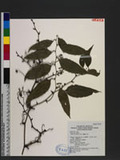 Smilax lanceifolia Roxb. 臺灣土伏苓