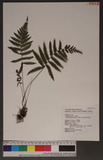 Parathelypteris japonica (Bak.) Ching ߬`ƪP