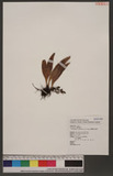 Antrophyum sessilifolium (Cav.) Spring e