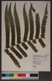 Pseudocyclosorus tylodes (Kunze) Ching Ъ