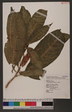 Phytolacca japonica Makino 饻ӳ