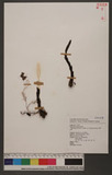 Balanophora laxiflora Hemsl. ex Forbes & Hemsl. JD