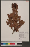 Myrica adenophora Hance C