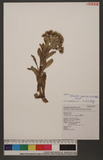 Petasites japonicus (Sieb. & Zucc.) F. W. Schmidt 