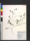 Astragalus nokoensis Sasaki ప^