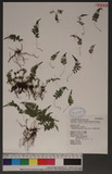 Thelypteris angustifrons (Miq.) Ching p踭P