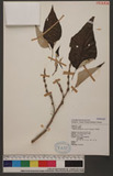 Pipturus arborescens (Link) C. B. Robinson 