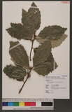 Quercus aliena Blume var. acutiserrata Maxim. ex Wenzig 孛孛櫟