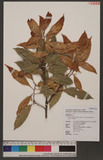 Pasania hancei (Benth.) Schottky var. ternaticupula (Hayata) J. C. Liao 三斗石櫟