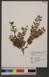 Taxus sumatrana (Miq.) de Laub. OW