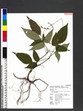 Desmodium laxum DC. subsp. leptopus (A. Gray. ex Benth.) H. Ohashi ӱs½