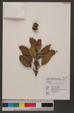 Cyclobalanopsis morii (Hayata) Schott. 森氏櫟