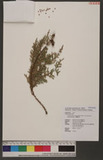 Chamaecyparis obtusa Sieb. & Zucc. var. formosana (Hayata) Rehder OWf