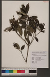 Cyclobalanopsis globosa Lin & Liu forma globosa 圓果青剛櫟