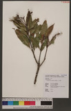 Pasania hancei (Benth.) Schottky 三斗石櫟