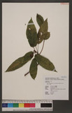 Ficus erecta Thunb. var. beecheyana (Hook. & Arn.) King ź_