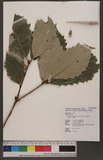 Quercus aliena Blume var. acutiserrata Maxim. ex Wenzig 孛孛櫟