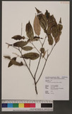 Castanopsis carlesii (Hemsl.) Hayata 長尾栲