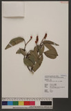 Mallotus philippensis (Lam.) Muell. -Arg. R