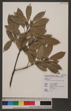 Cyclobalanopsis pachyloma (O. Seem.) Schottky R