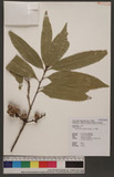 Pasania hancei (Benth.) Schottky 三斗石櫟