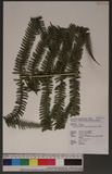 Glaphyropteridopsis erubescens (Hook.) Ching 쿹
