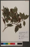 Helicia cochinchinensis Lour. 