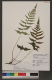 Deparia petersenii (Kunze) M. Kato