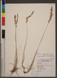 Anthoxanthum horsfieldii (Kunth ex Bennett) Mez ex Reeder var. formosanum (Honda) Veldkamp xWT