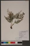 Onychium siliculosum (Desv.) C. Chr. 