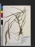 Eragrostis ciliari...