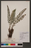 Polystichum thomsonii (Hook.) Bedd. տ