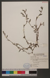 Polygonum aviculare L. ϻW