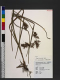 Carex cruciata Wahl. Ϥ