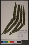Cyclogramma auriculata (J. Sm.) Ching զй_