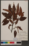 Alnus formosana (B...