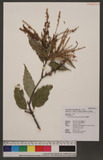 Castanopsis formosana (Skan) Hayata 臺灣栲