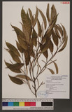 Castanopsis stellato-spina Hayata P
