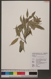 Castanopsis carlesii (Hemsl.) Hayata 長尾栲