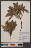 Quercus gilva Blume 赤皮